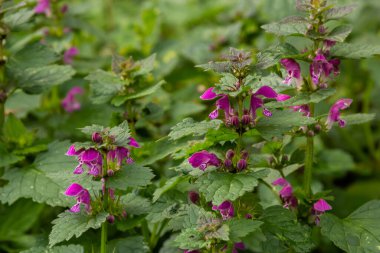 Benekli, ölü lamium maculatum pembe çiçekleri. Bahçedeki şifalı bitkiler.