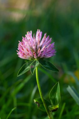 Trifolium pratense, kırmızı yonca. Yazın çayırdaki değerli çiçekleri toplayın. Şifalı ve bal taşıyan bitki, yem ve halk tıbbında tıbbi olarak yontulmuş yabani otlar..