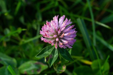 Clover Trifolium pratense ya da trefolil çiçek bitkisinin makro çekimi ilkbahar ya da yaz mevsiminde güneş ışığı altında bulanık doğa arkaplanı.
