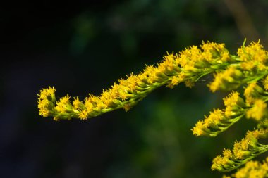 Ağustos ayında sarı Solidago çiçekleri. Solidago canadensis, Asteraceae familyasından uzun ömürlü bir bitki türü..