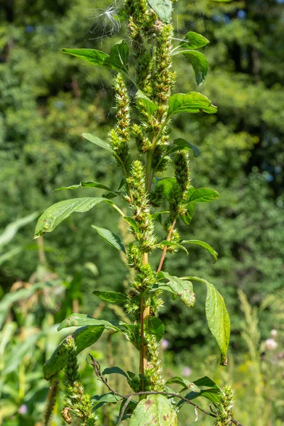 Amaranthus retroflexus Red-root amaranth, redroot pigweed, common amaranth, pigweed amaranth, and common tumbleweed. Weed and medicinal plant.
