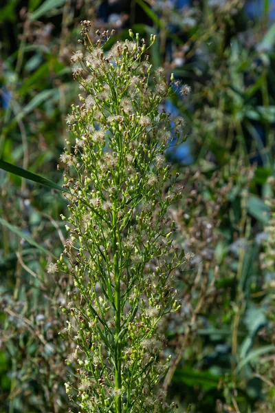 エリゲロン カナデンシス Erigeron Canadensis アスタ科の開花植物の一種です ラテン系カナデンシスは カナダのどこで成長するかを示す上皮細胞です 種子を持つ秋の植物 薬用植物 — ストック写真