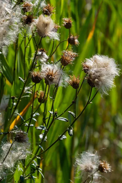 Cirsium Arvense Devedikeni Devedikeni Familyasından Bir Bitki Türü Tohumlu Sonbahar — Stok fotoğraf