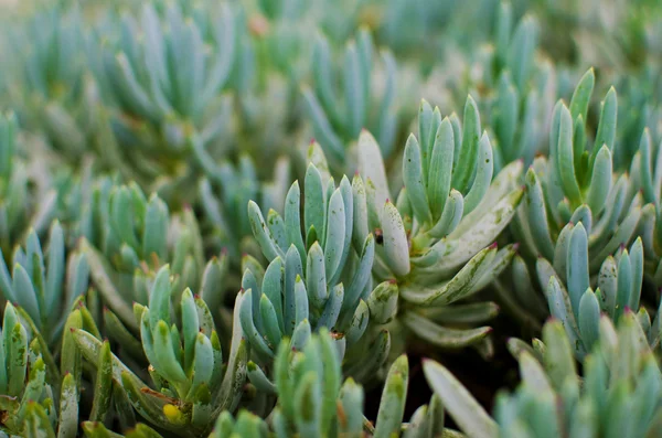 Primer plano de la hoja verde fresca y la flor —  Fotos de Stock