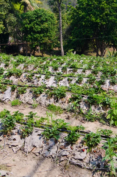 Aardbei boerderij in Noord van thailand — Stockfoto