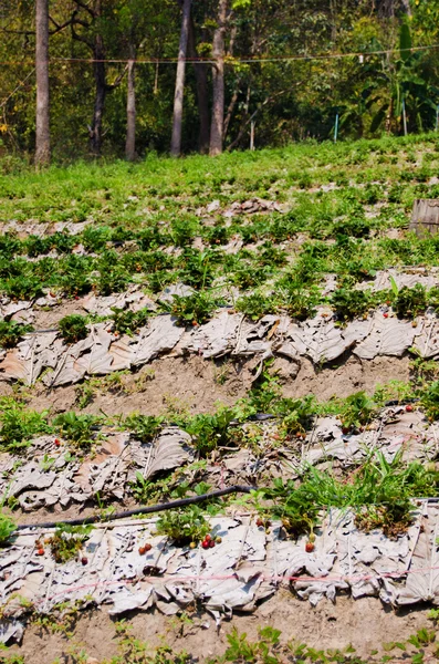 Fazenda de morango no norte da Tailândia — Fotografia de Stock