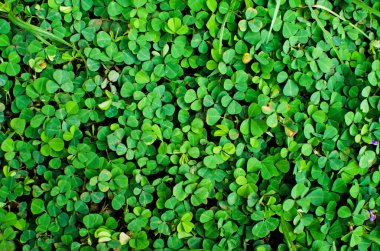 Taze yeşil çim arka plan dokusu