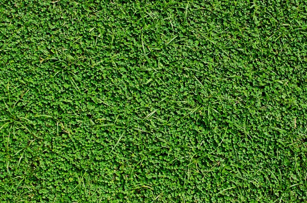 新鮮な緑の芝生の背景テクスチャ — ストック写真