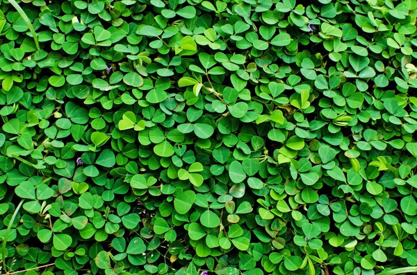 Färskt grönt gräs bakgrundsstruktur — Stockfoto