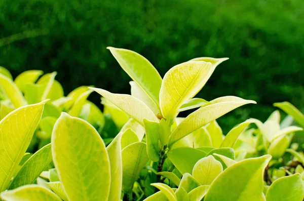 Färska gröna blad i trädgården — Stockfoto