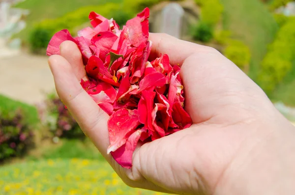 Hand holding roses flower petals — Stock Photo, Image