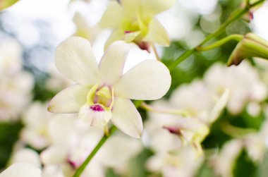 Botanik bahçe içinde güzel parlak orkide çiçek