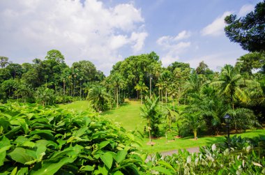 Bulutlu mavi gökyüzü ile yaprak yeşil bitki