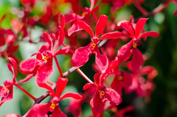 Bellissimi fiori di orchidea rossa brillante nell'orto botanico — Foto Stock