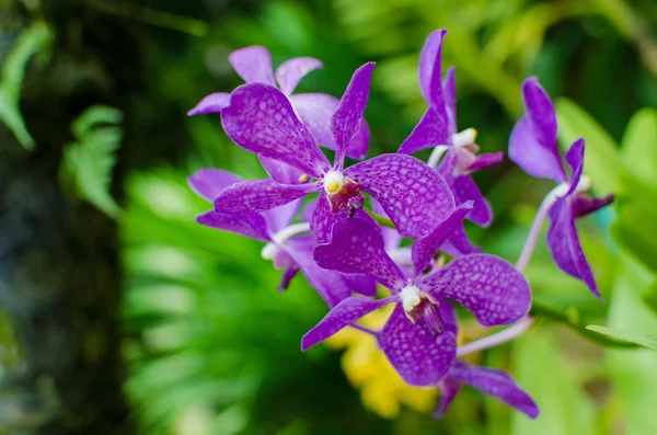 Flores brilhantes bonitas do orchid no jardim botânico — Fotografia de Stock