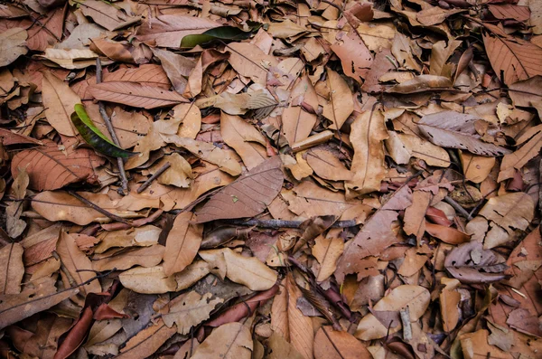 Сухой лист на земле — стоковое фото