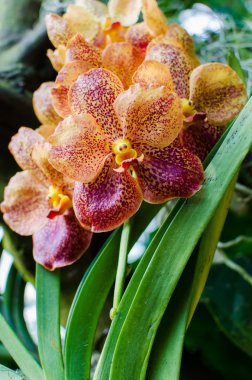 parlak sarı orkide çiçeği Botanik Bahçesi