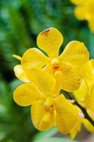 Bright yellow orchids flower in Botanical garden — Stock Photo, Image