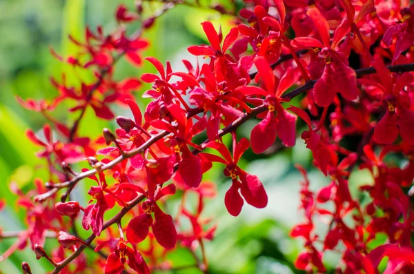 在植物园中美丽鲜艳红色兰花的花朵 — Stockfoto
