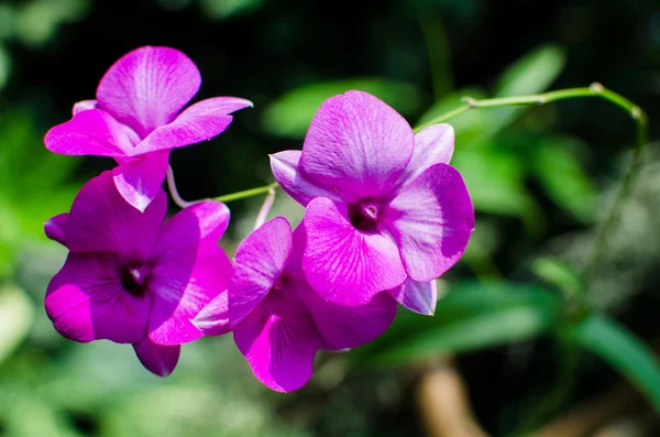 Beautiful bright orchid flowers in Botanical garden — Stock Photo, Image