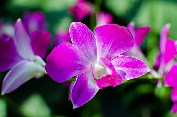 在植物园中美丽鲜艳的兰花花朵 — 图库照片