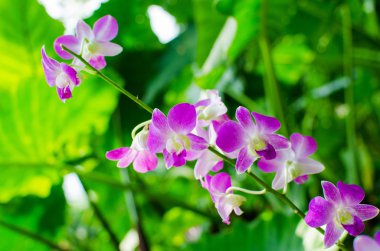 Botanik bahçe içinde güzel parlak orkide çiçek