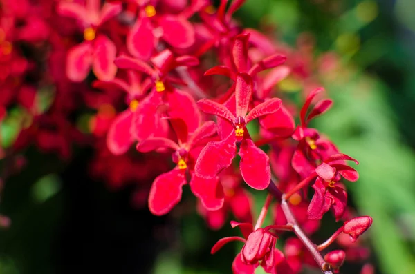 Bellissimi fiori di orchidea rossa brillante nell'orto botanico — Foto Stock