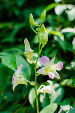 Botanik bahçe içinde güzel parlak orkide çiçek