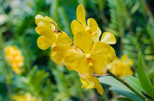 Bright yellow orchids flower in Botanical garden — Stock Photo, Image