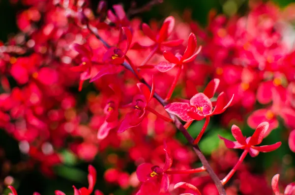 Bellissimi fiori di orchidea rossa brillante nell'orto botanico — Foto Stock