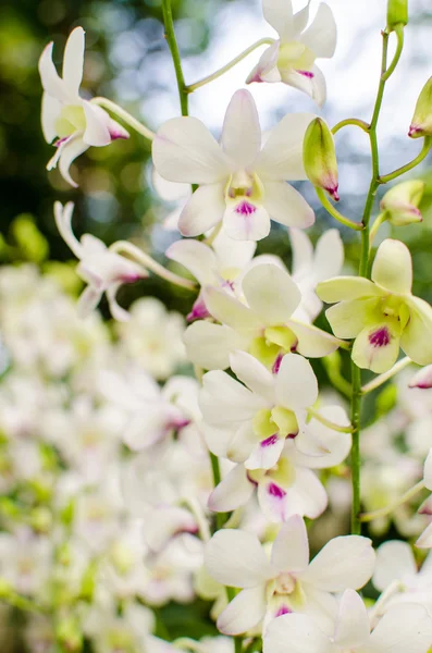 Beautiful bright orchid flowers in Botanical garden — Stock Photo, Image