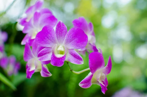 Beautiful bright orchid flowers in Botanical garden — Stock Photo, Image