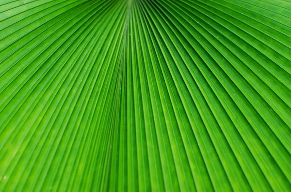 Textur av ett grönt blad som bakgrund — Stockfoto