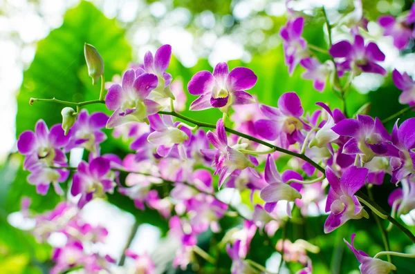 Beautiful bright orchid flowers in Botanical garden — Stock Photo, Image