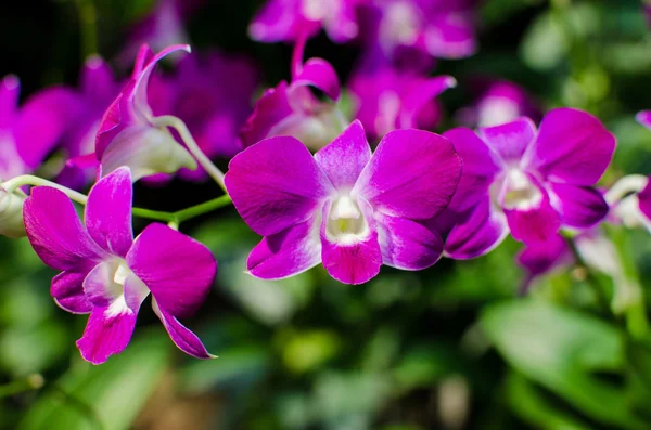 Beautiful bright orchid flowers in Botanical garden — Stock Photo, Image