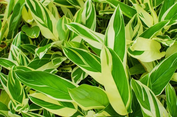 Textur av ett grönt blad som bakgrund — Stockfoto