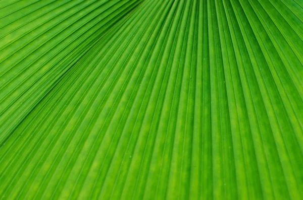 Textur av ett grönt blad som bakgrund — Stockfoto