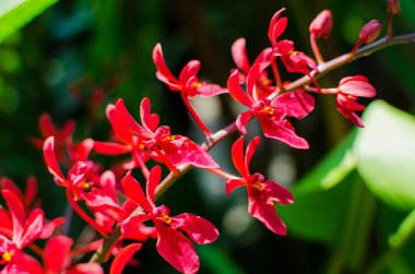 Botanik bahçe içinde güzel parlak kırmızı orkide çiçek