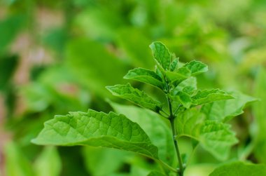 bahçedeki küçük yaprak yeşil bitki