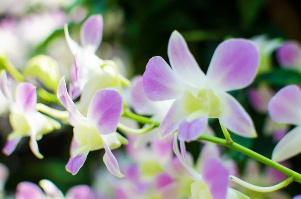 Beautiful bright orchid flowers in Botanical garden — Stock Photo, Image