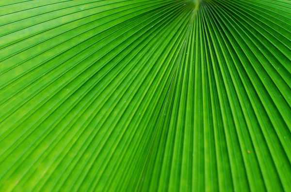 Textur av ett grönt blad som bakgrund — Stockfoto