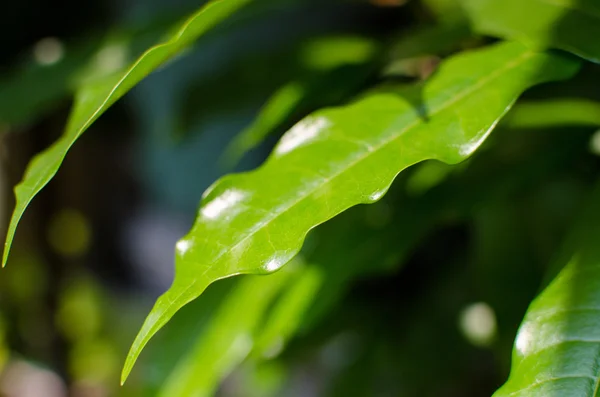 Närbild av grönt blad i trädgården — Stockfoto