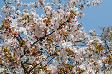 kiraz çiçekleri çiçek, sakura