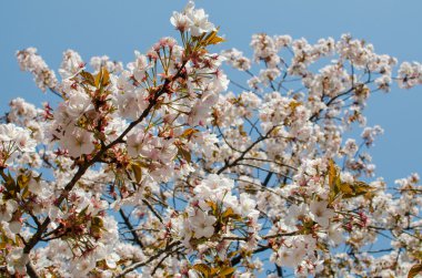 kiraz çiçekleri çiçek, sakura