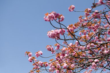 kiraz çiçekleri çiçek, sakura