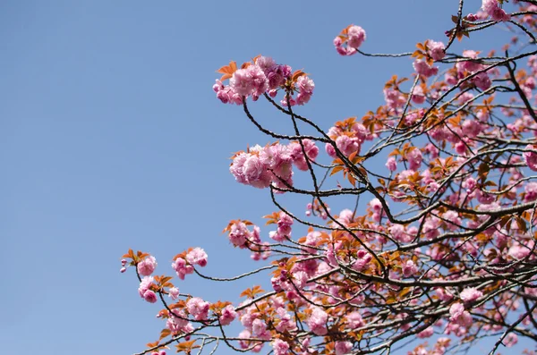 Fiori di ciliegio, Sakura — Foto Stock