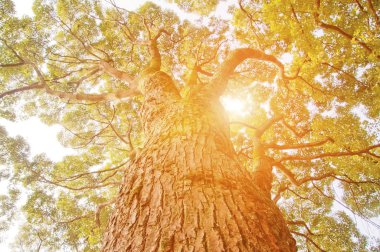 Yaprakların arasından güneş ışığı