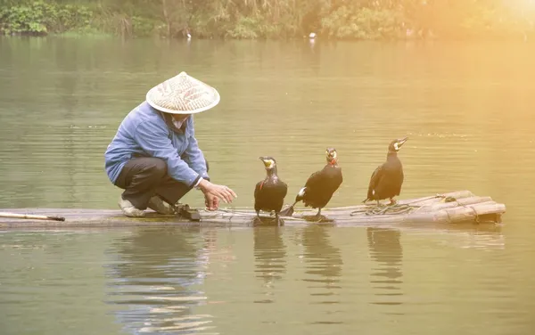 Un pescador chino y cormoranes —  Fotos de Stock