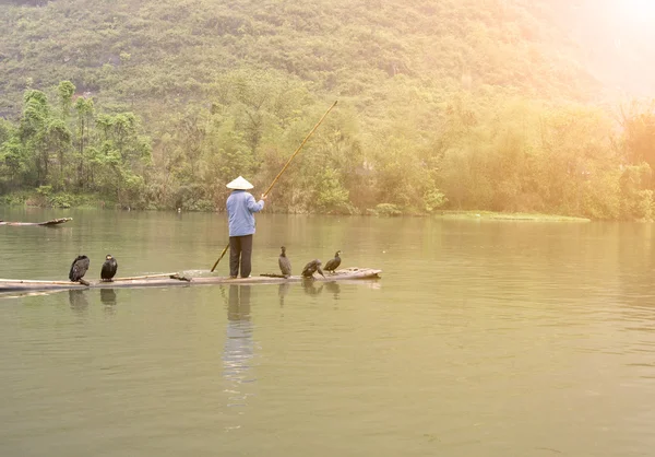 Китайские рыбаки и бакланы — стоковое фото