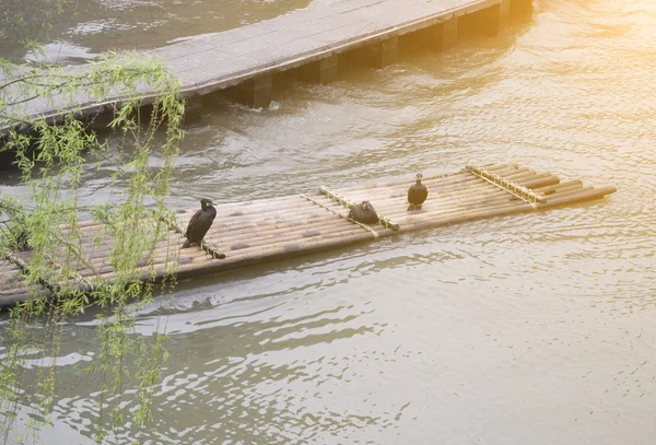 Cormorani e zattera di bambù — Foto Stock